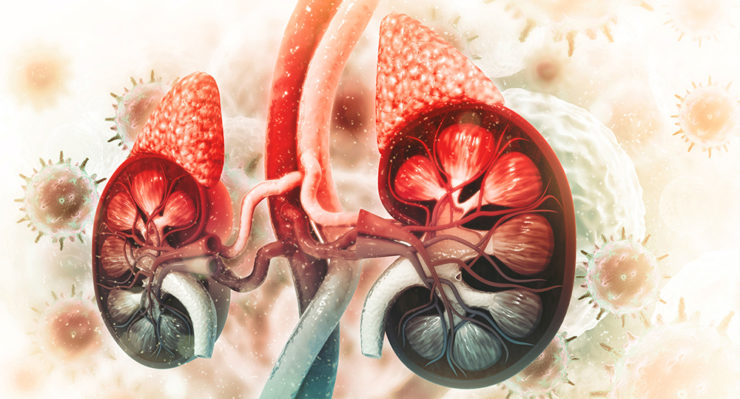 Prognostic Markers Identified in Ultra-Rare Adrenal Cancer | Oncotarget