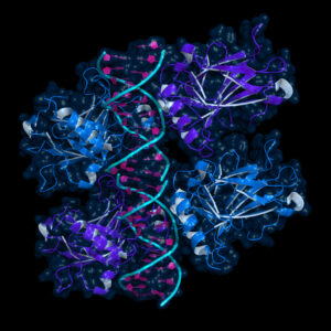 Ribbon model of p53 protein bound to DNA molecule. p53 (aka tumor protein 53) is a transcription factor whose inactivation can trigger the onset of cancer.